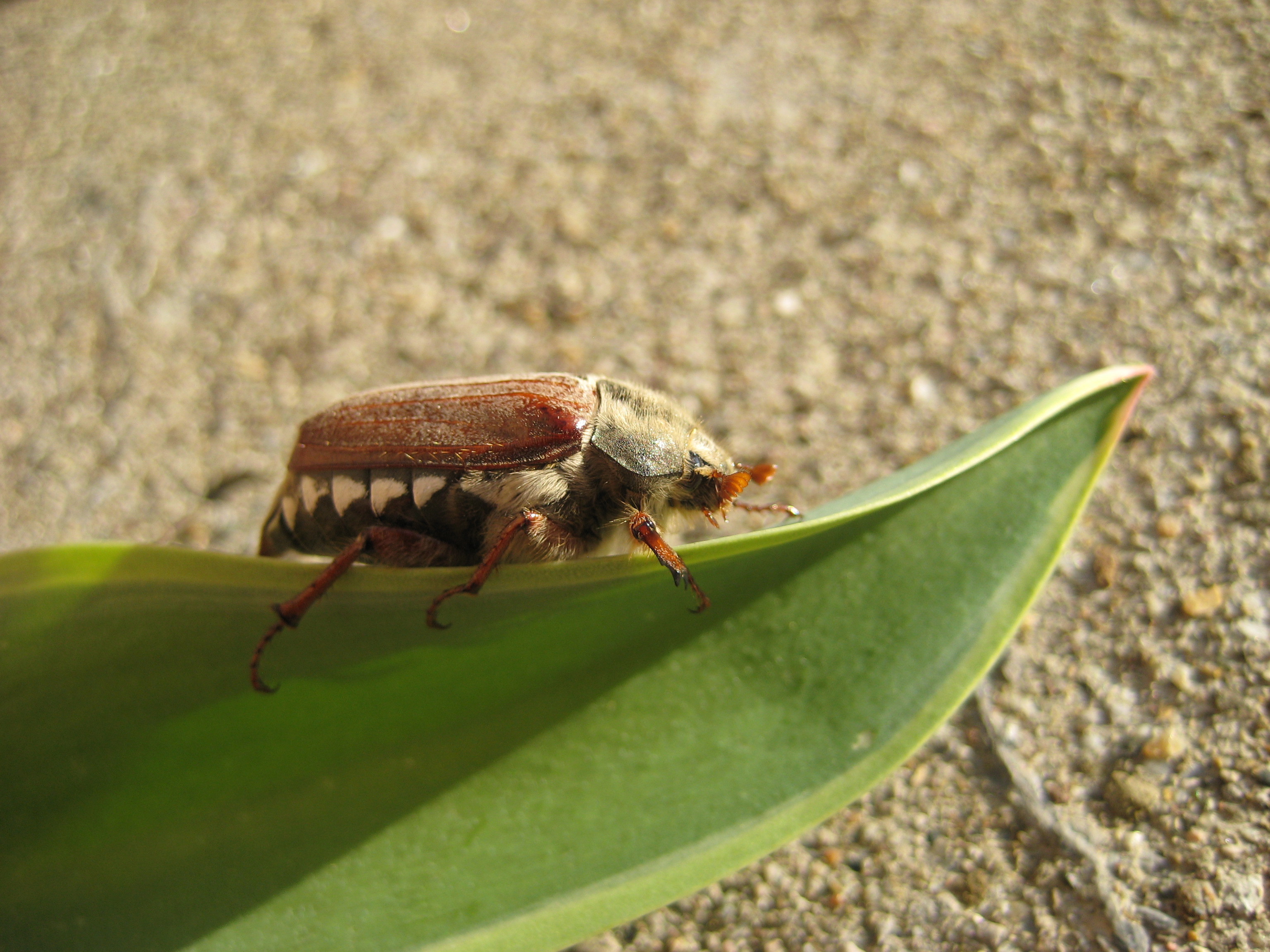 meikever, blijft prachtig
