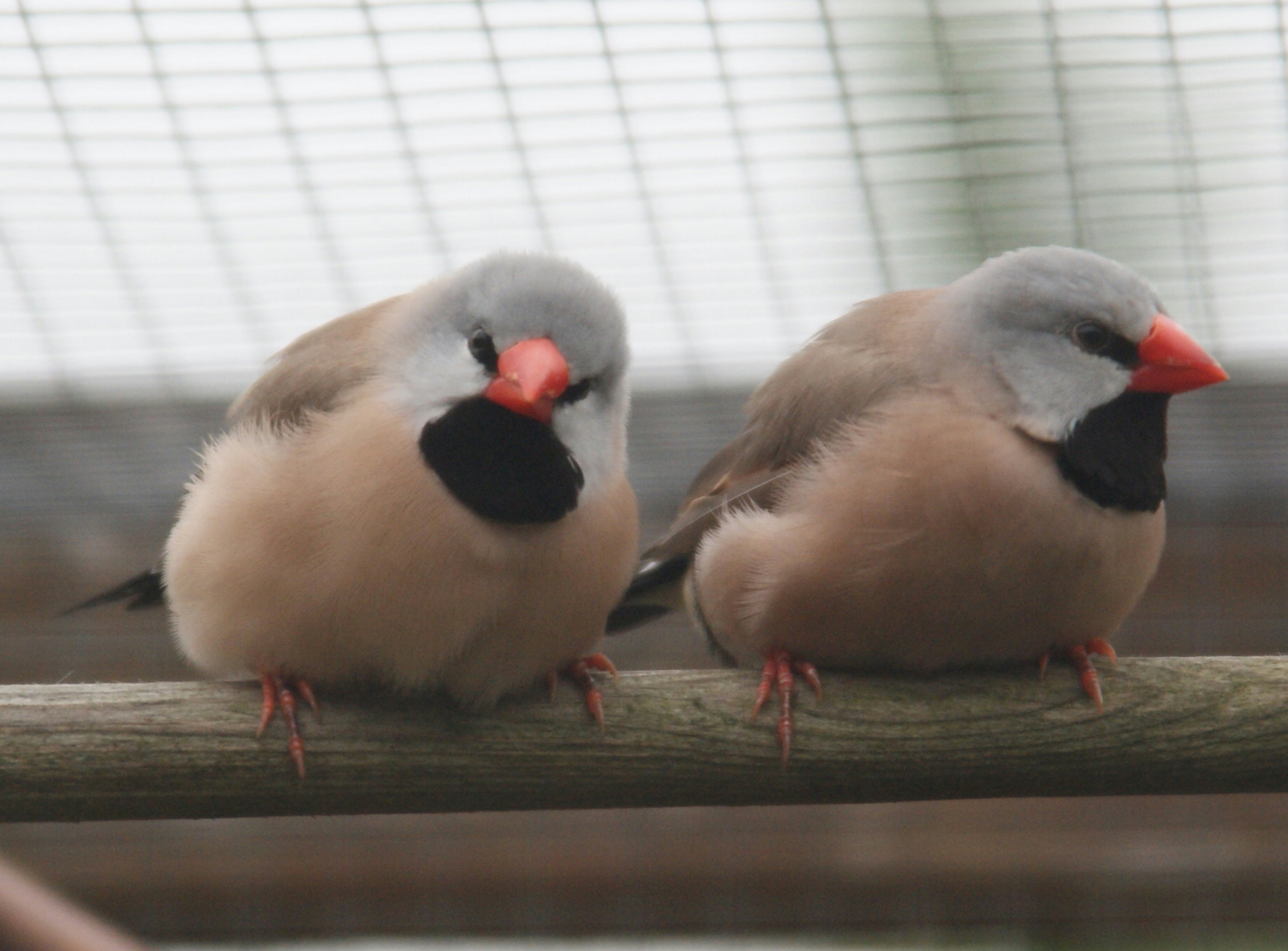 spitsstaartamadines
