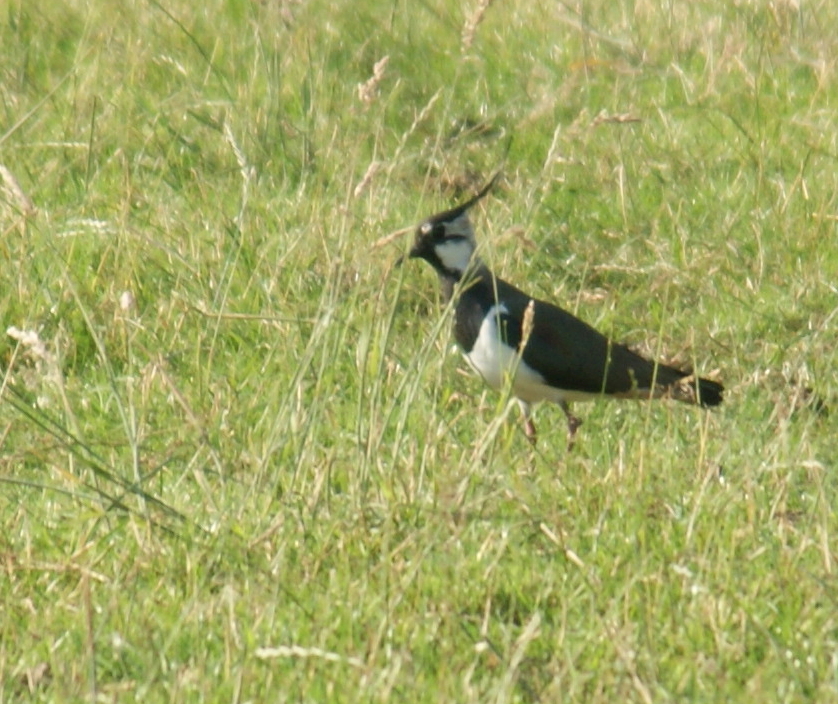 De kievit (Vanellus vanellus)
