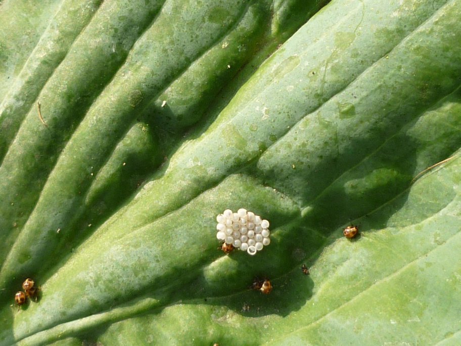 Beschuit met muisjes!