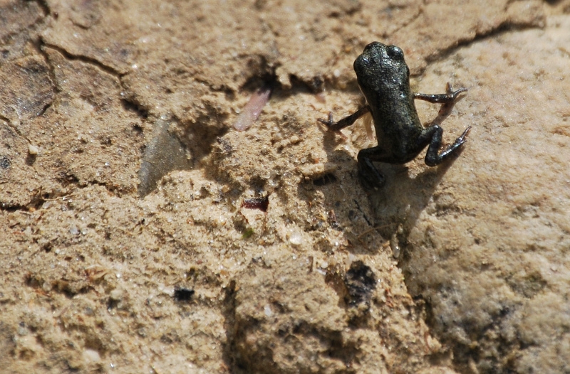 Hij moet nog groeien