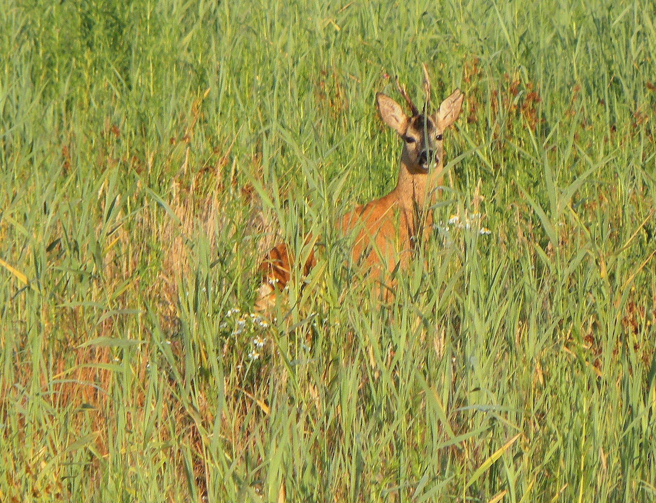ree tussen het riet