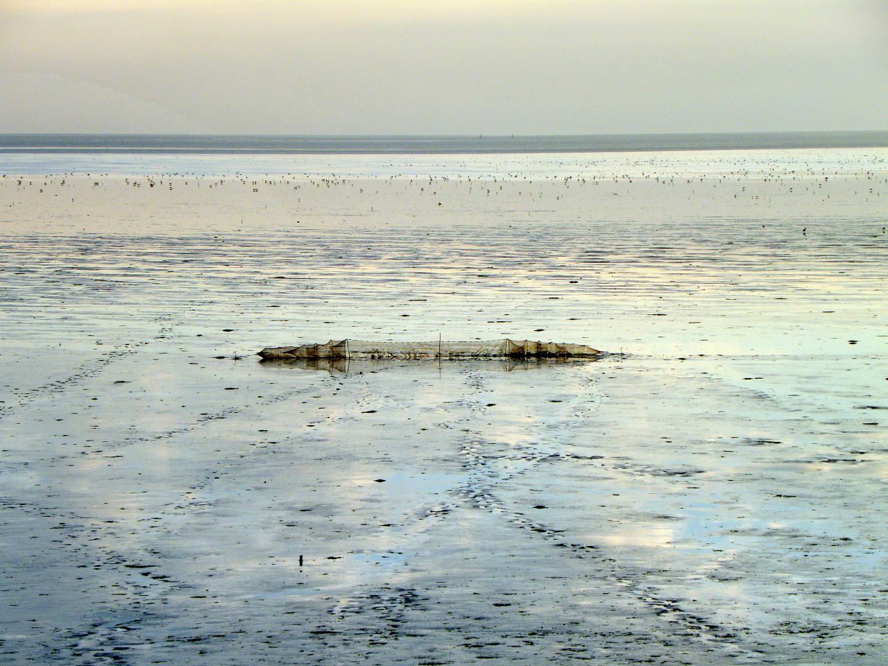 fuikje zetten op het wad
