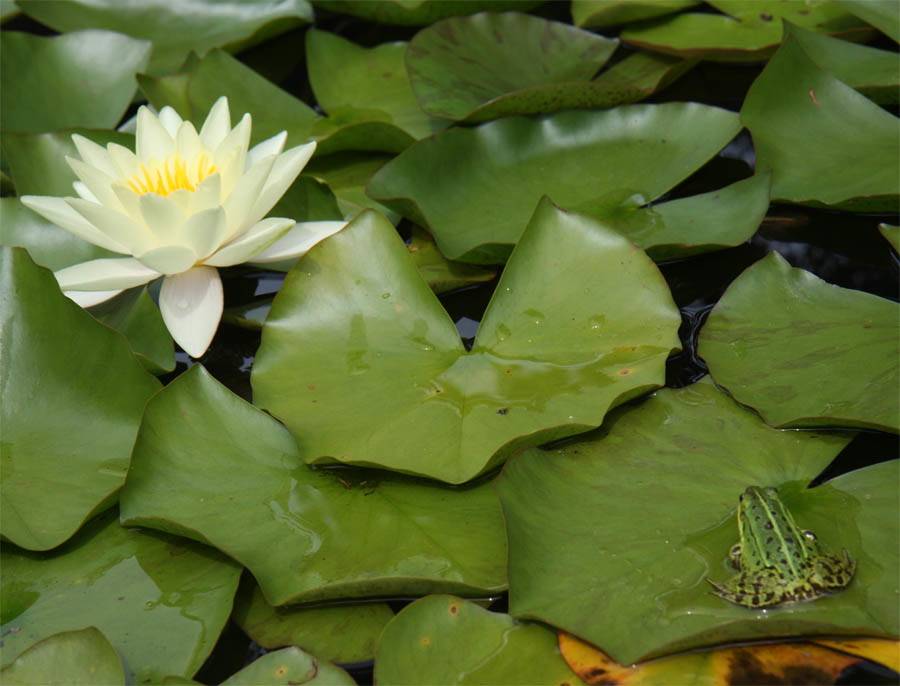zal ik springen of niet