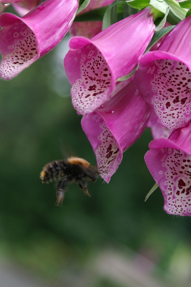 Vingerhoedskruid en bij.