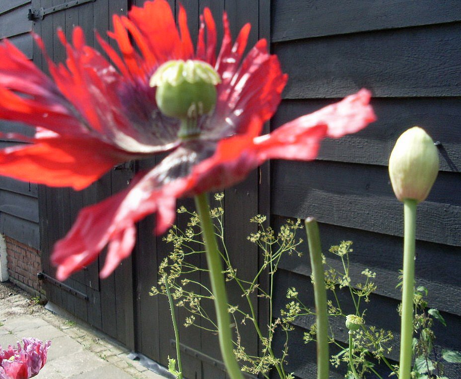 Papaver