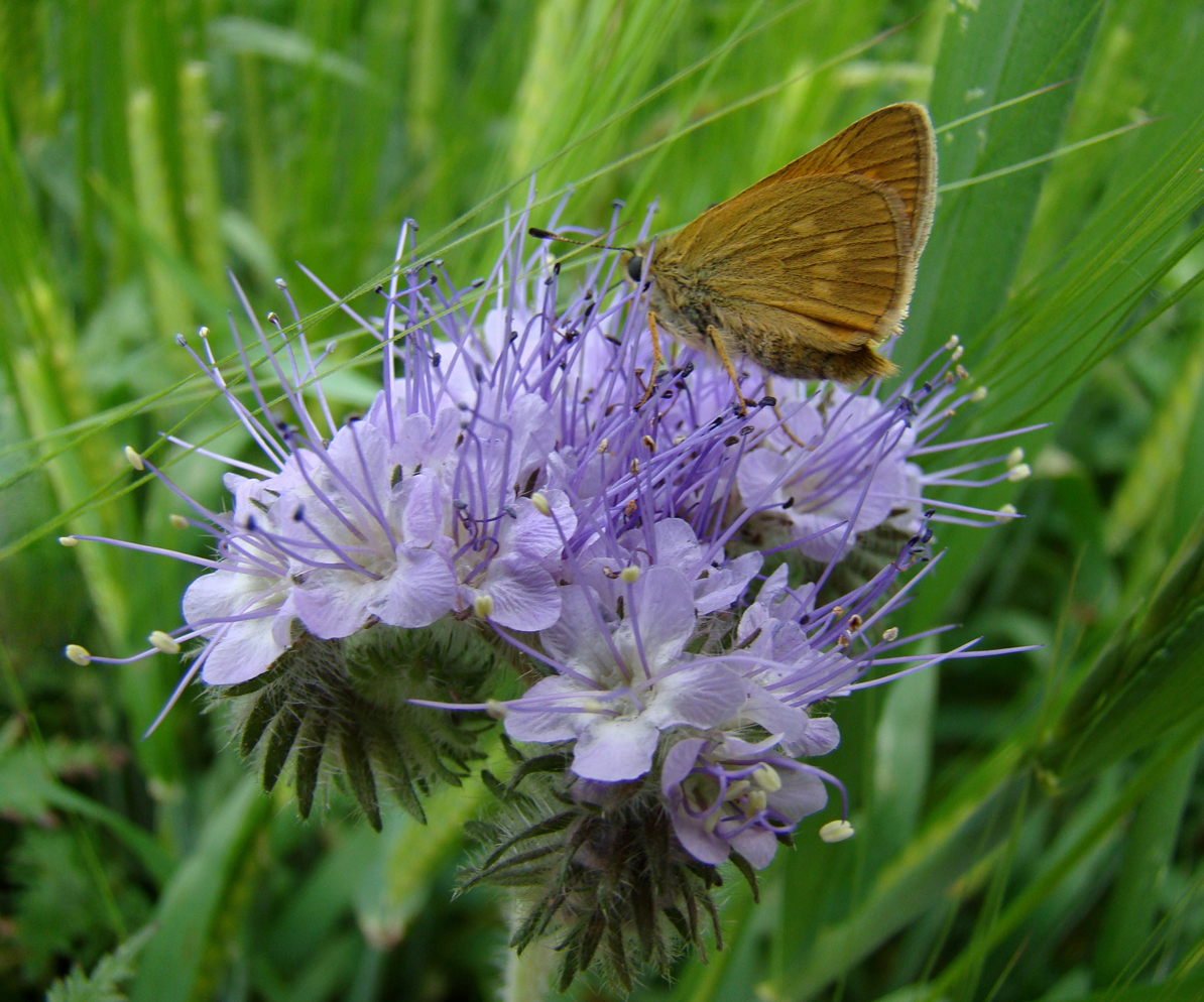 Dikkopje op Phacelia