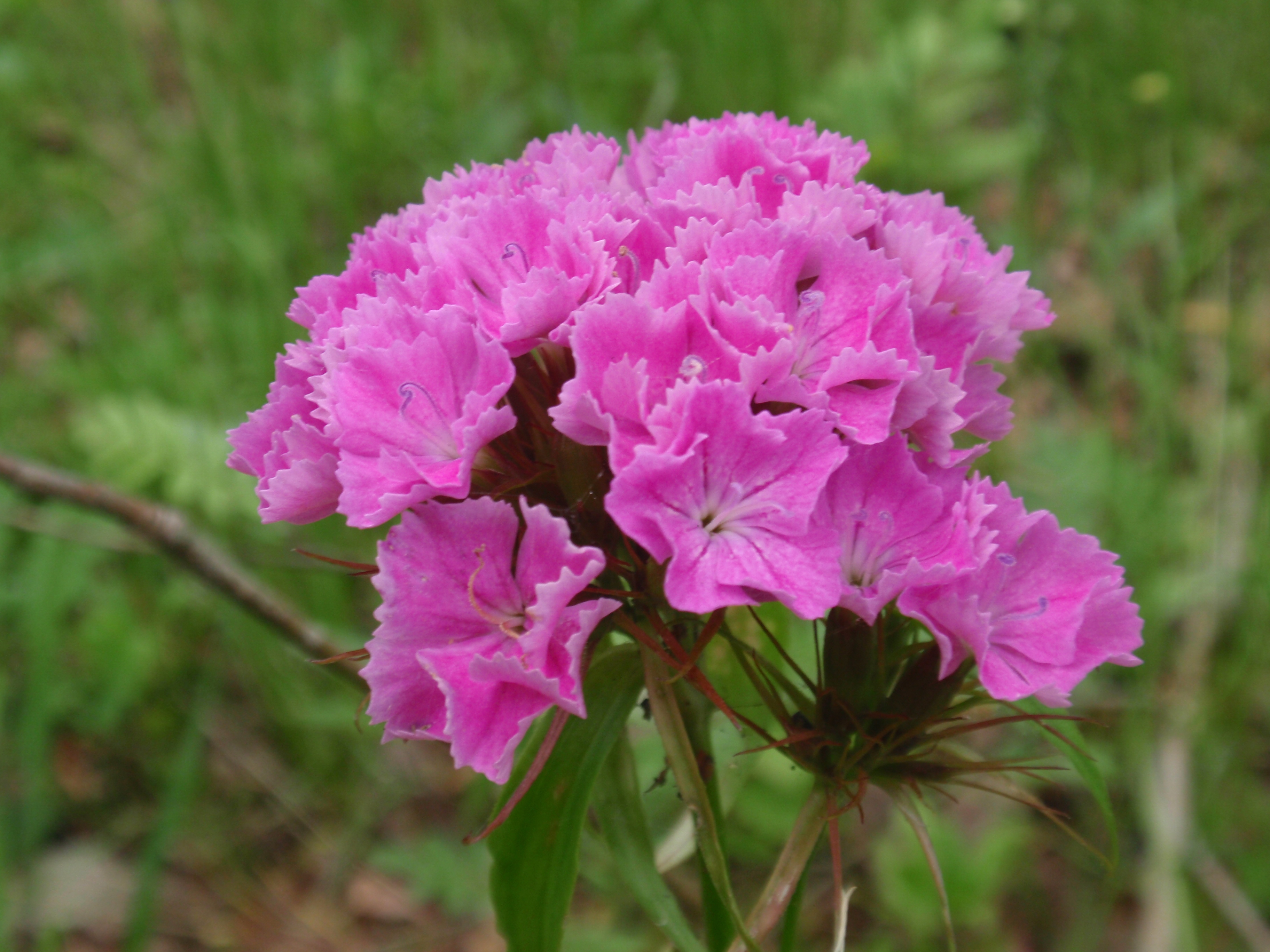 is het geen plaatje.