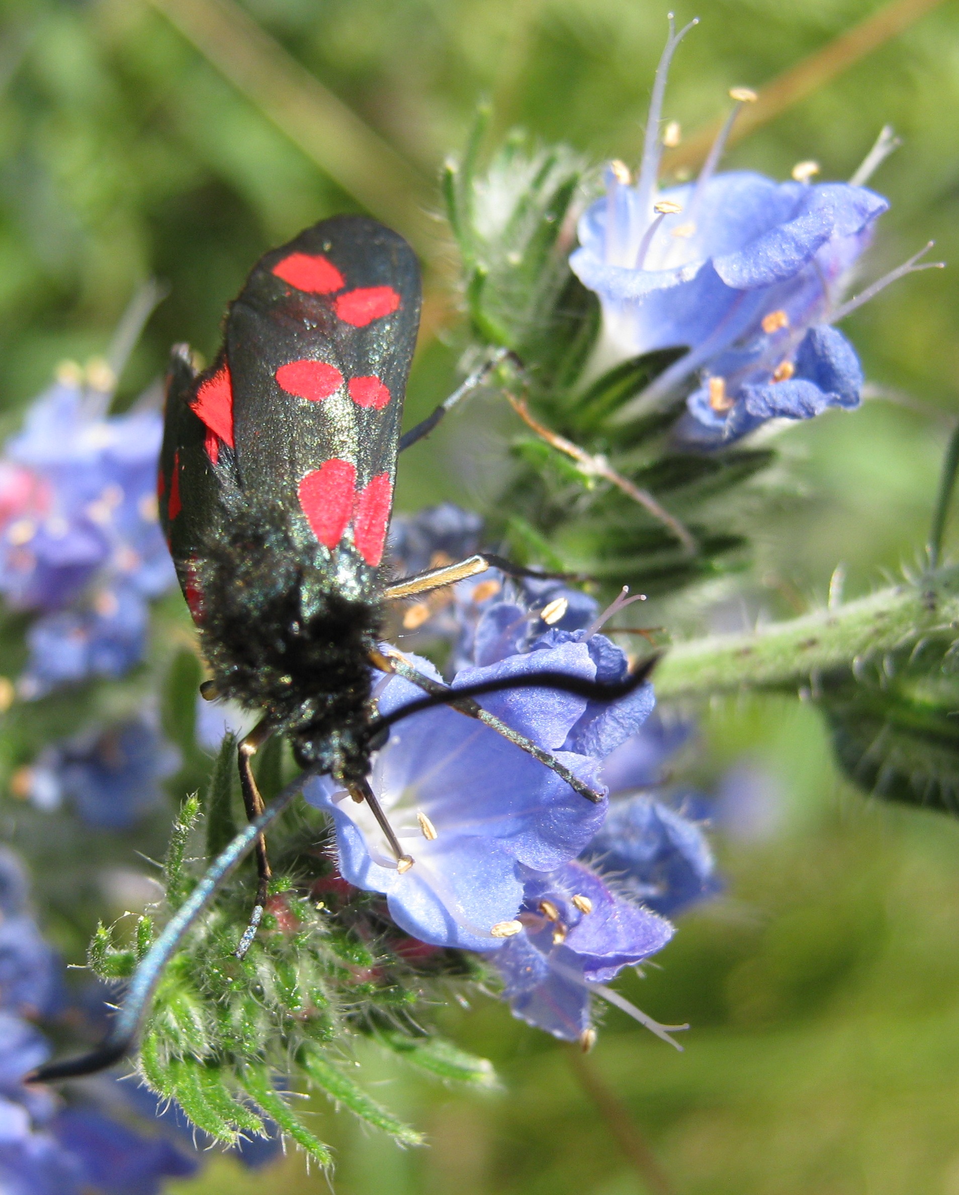 Zygaena filipendulae