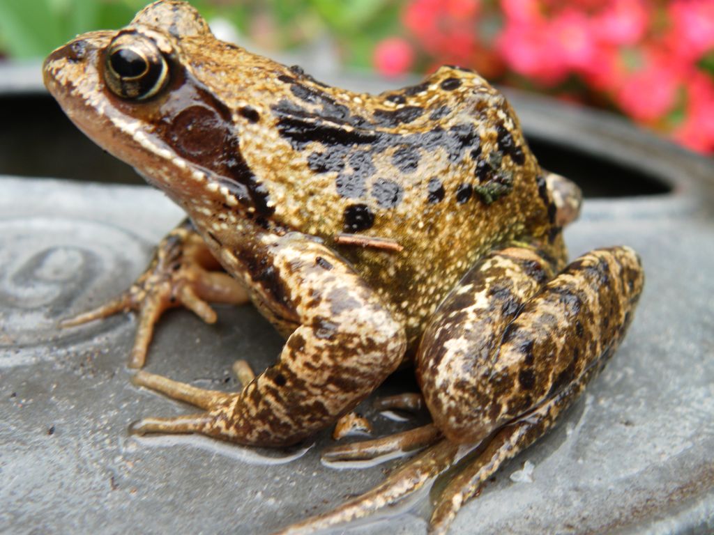 kikker op bloemengieter