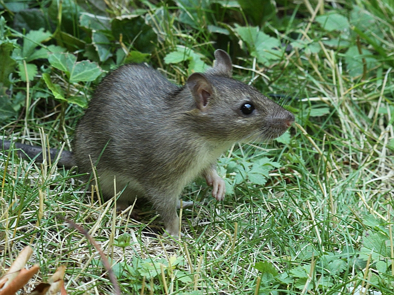 Bruine Rat 