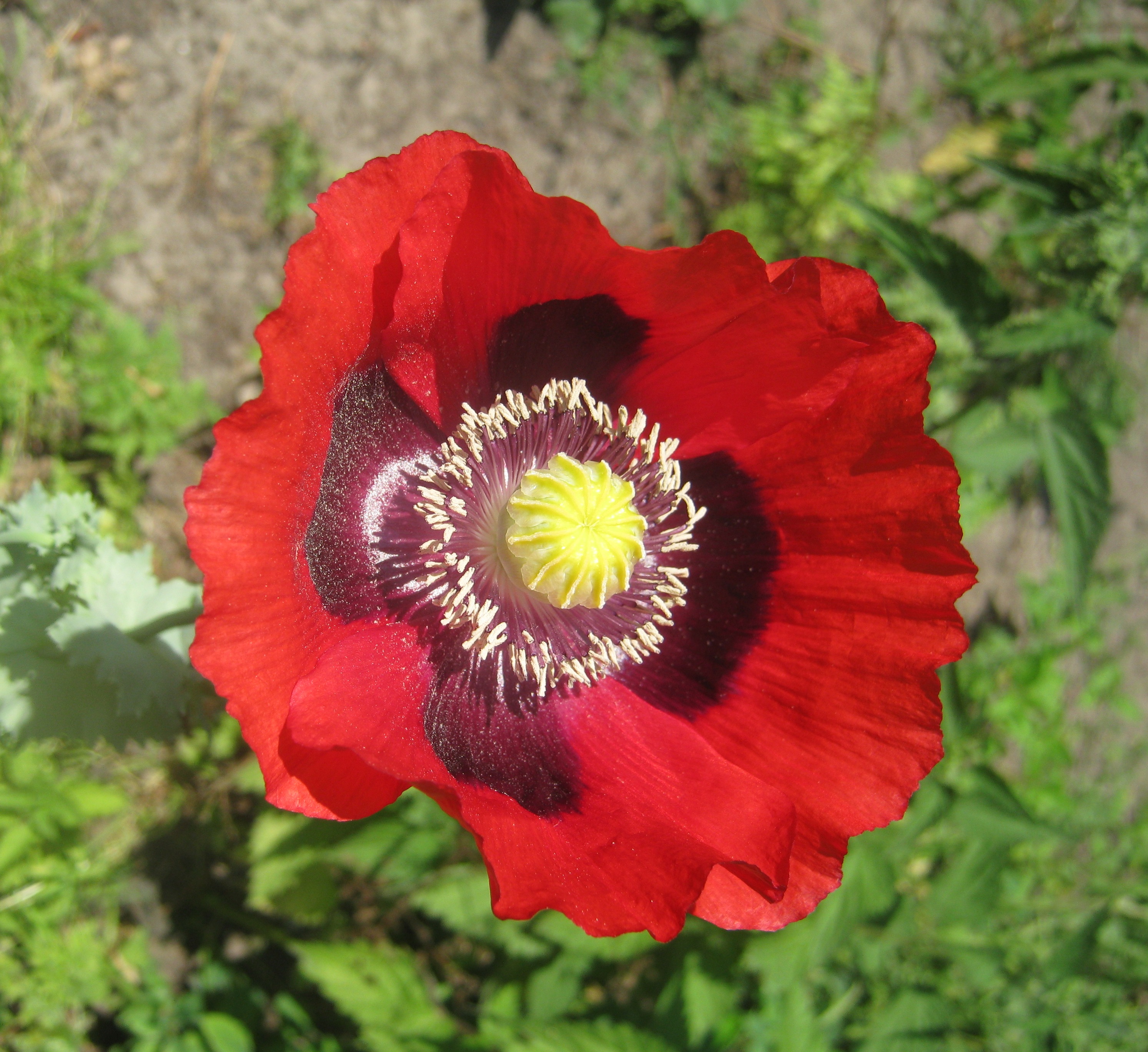 Papaver Rhoeas