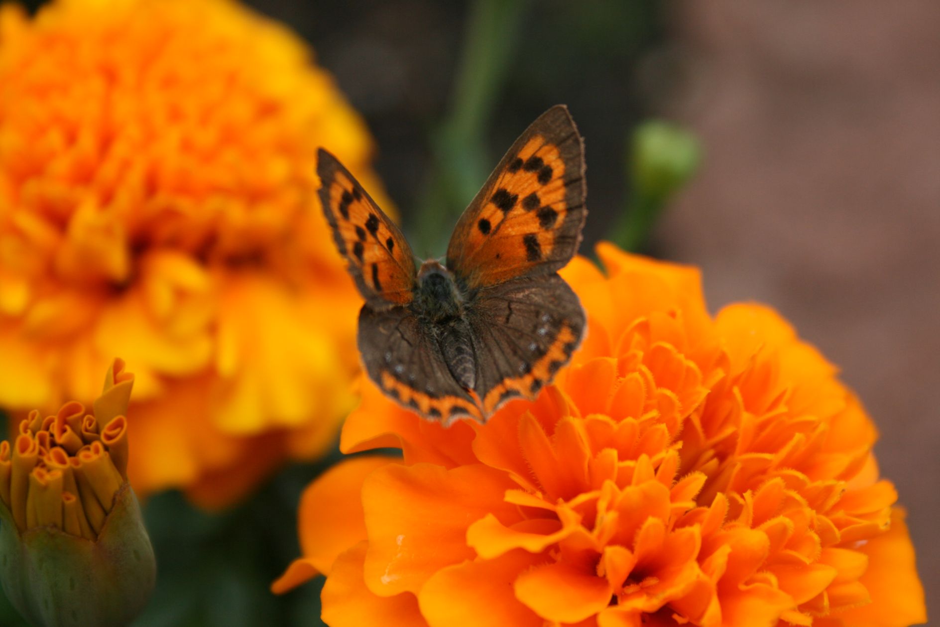 vlinder op afrikaantje