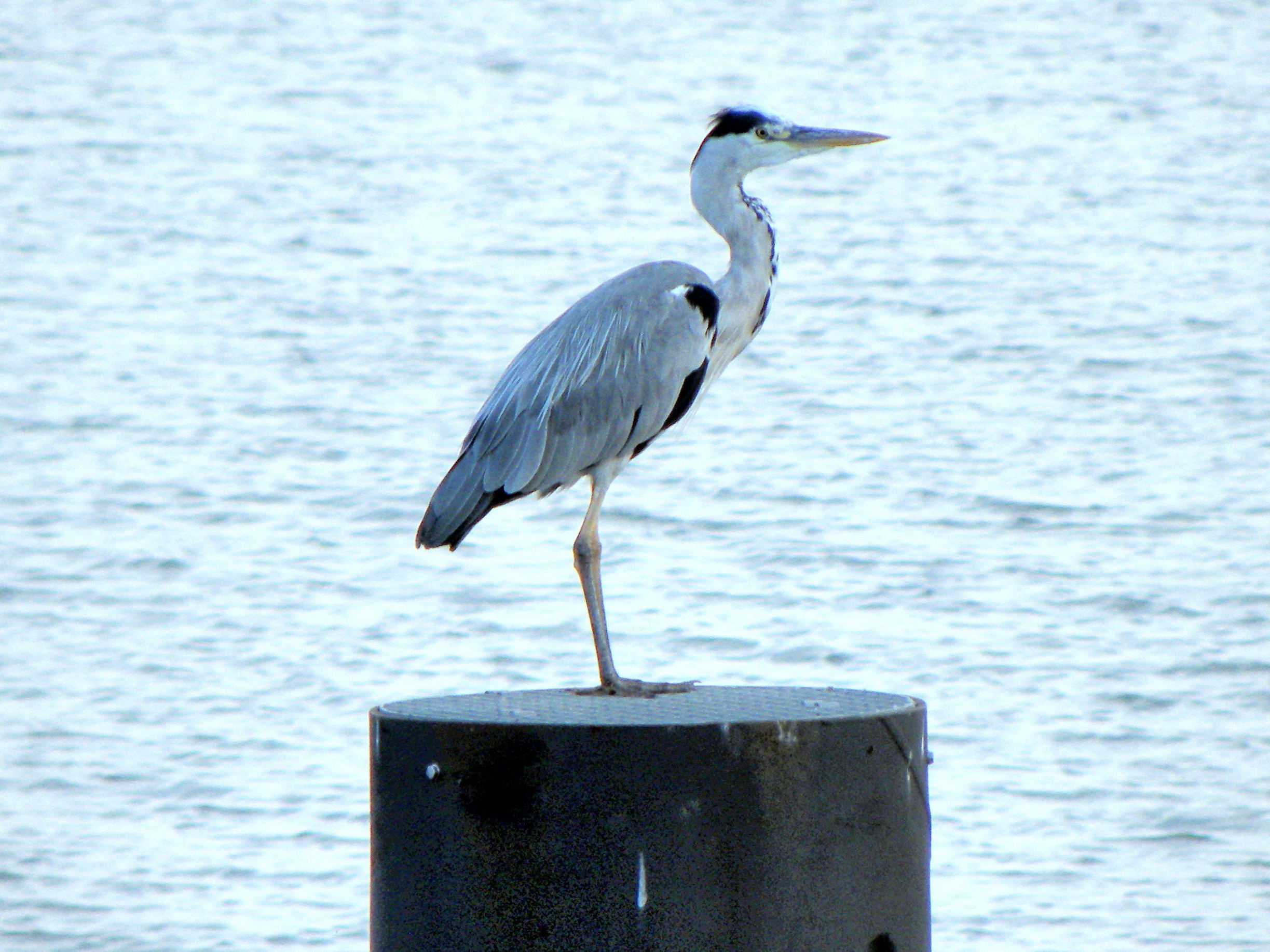 blauwereiger op de uitkijk
