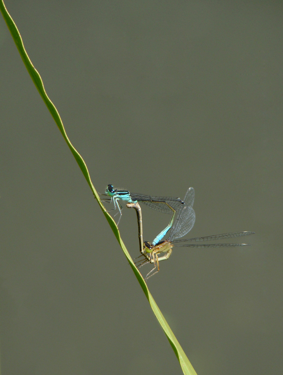 acrobatiek tussen hemel en aarde