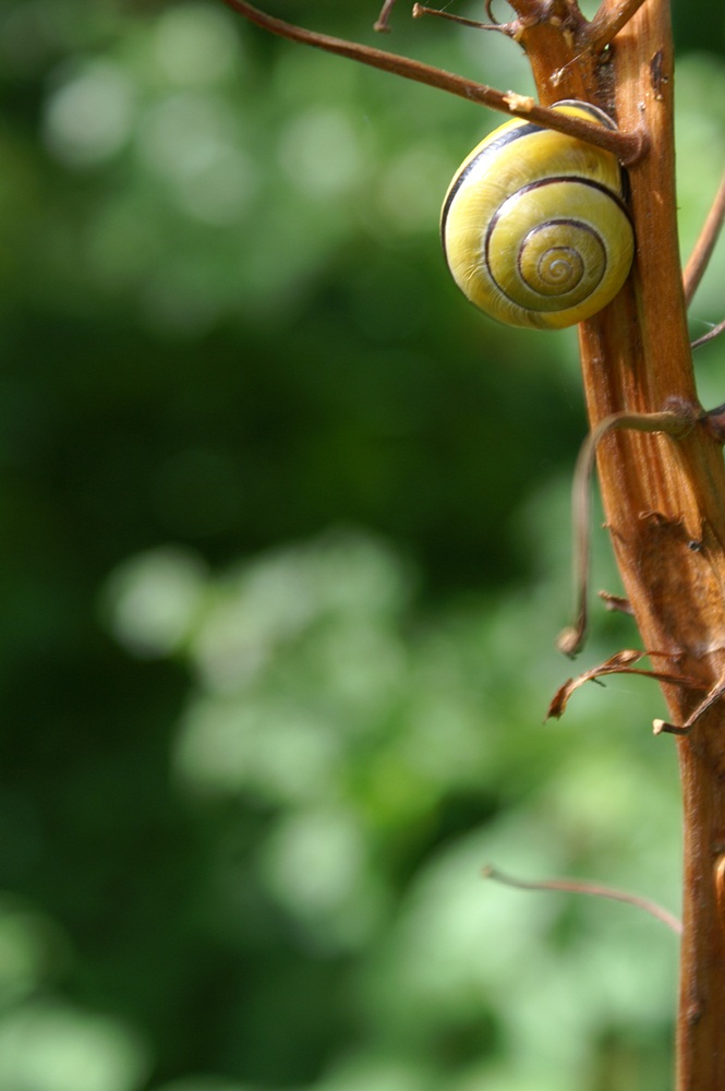 Natuur dicht bij huis.