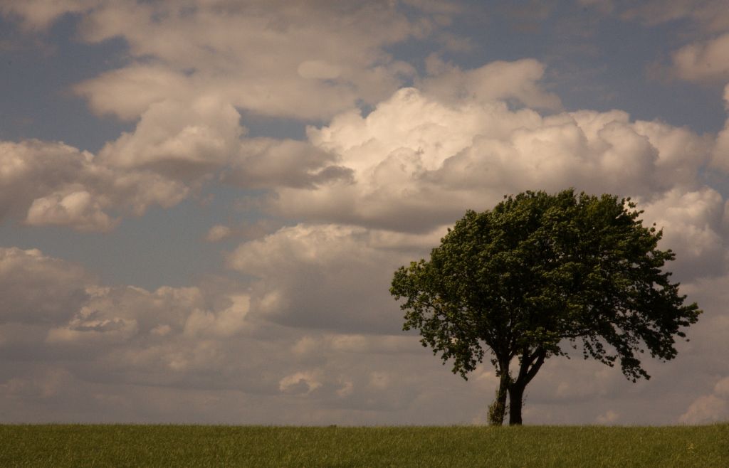 Clouds and Tree