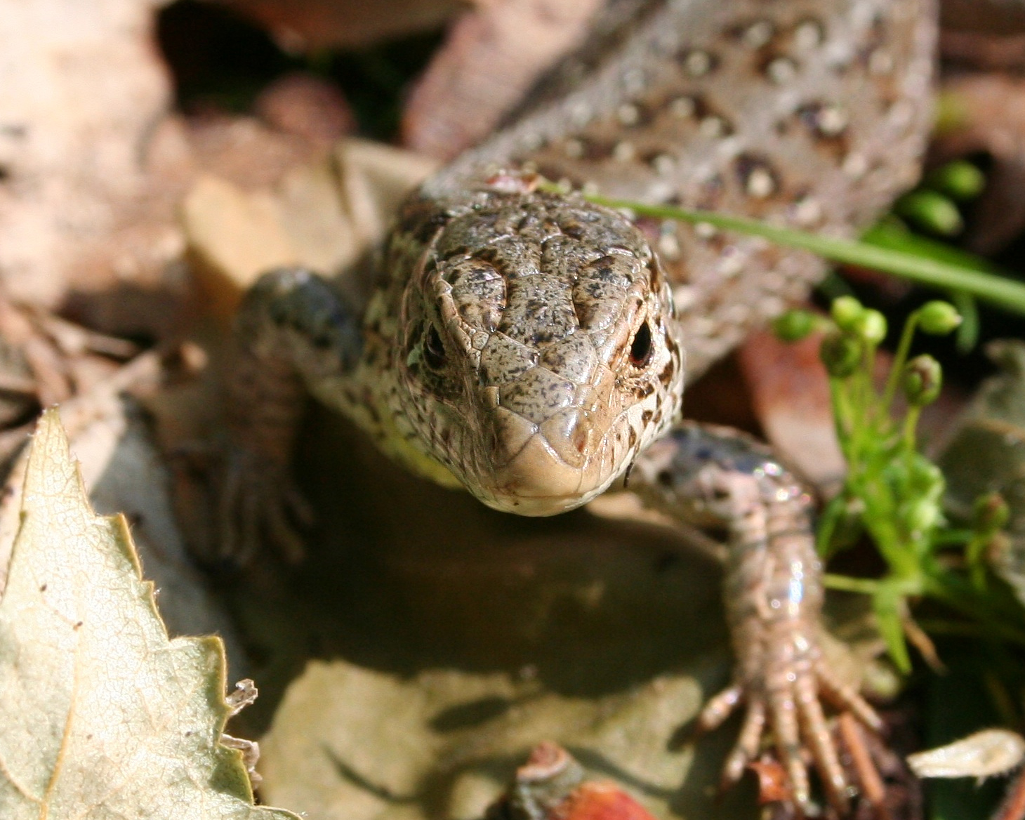 Zandhagedis close-up
