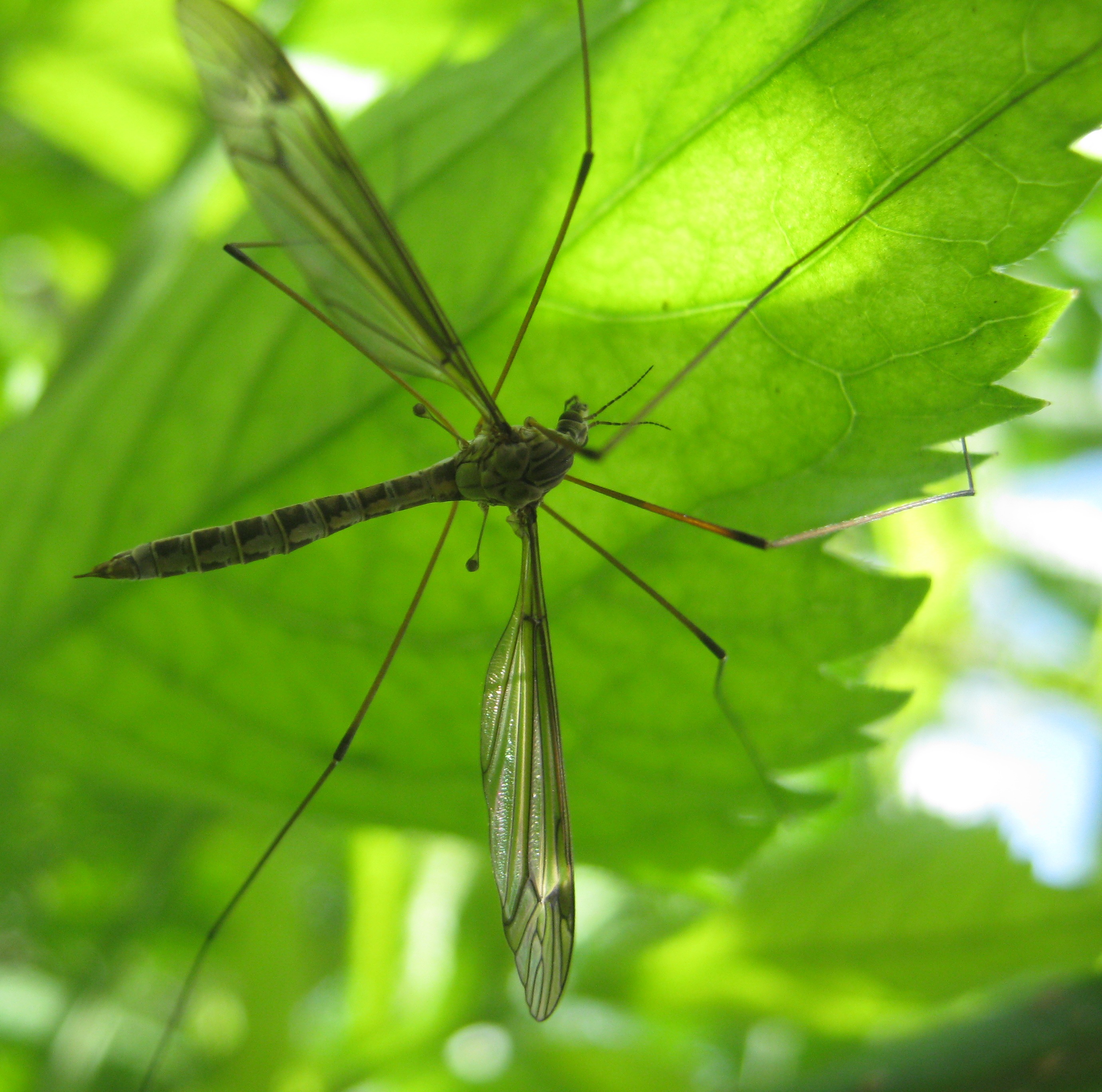 glas in lood/ tiffany