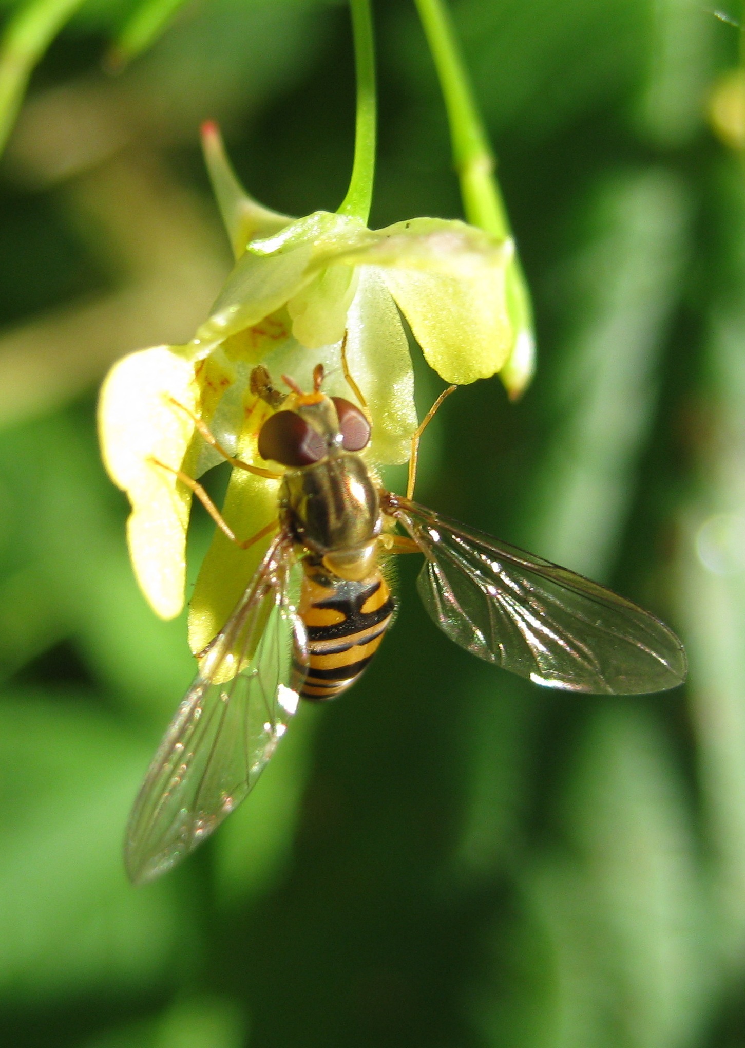 clytus arietis