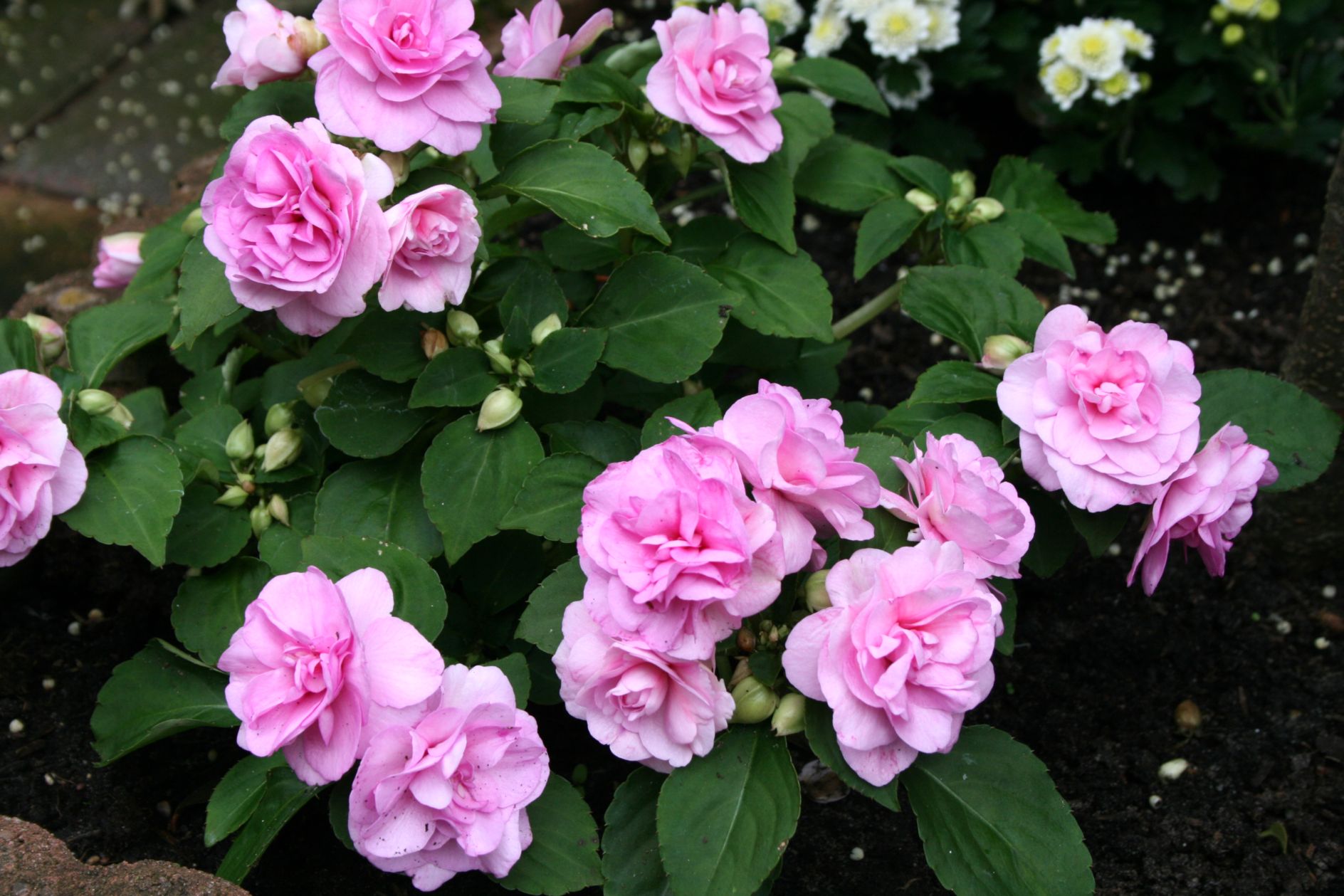 dubbele waterbalsemien