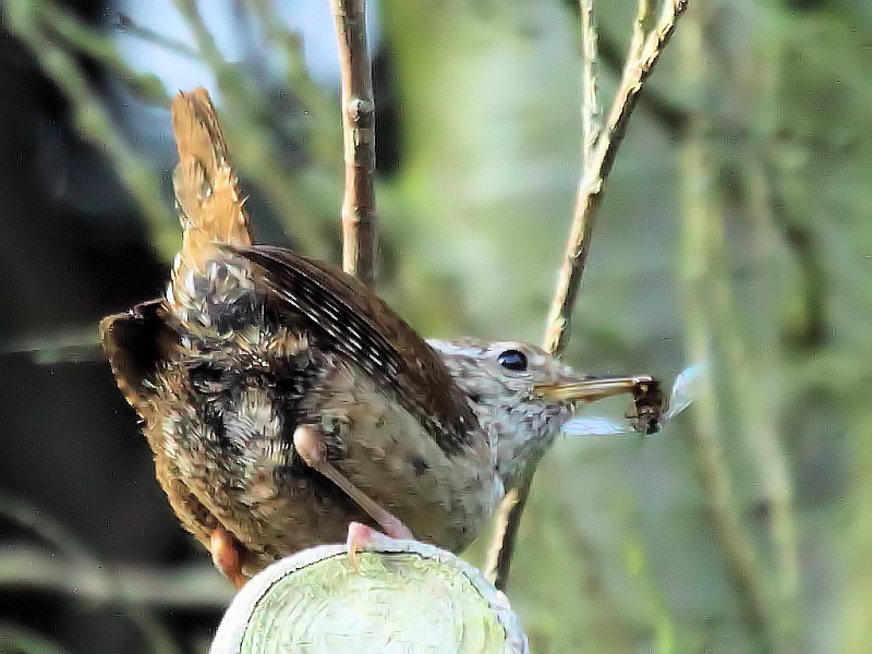 Winterkoning aan de lunch