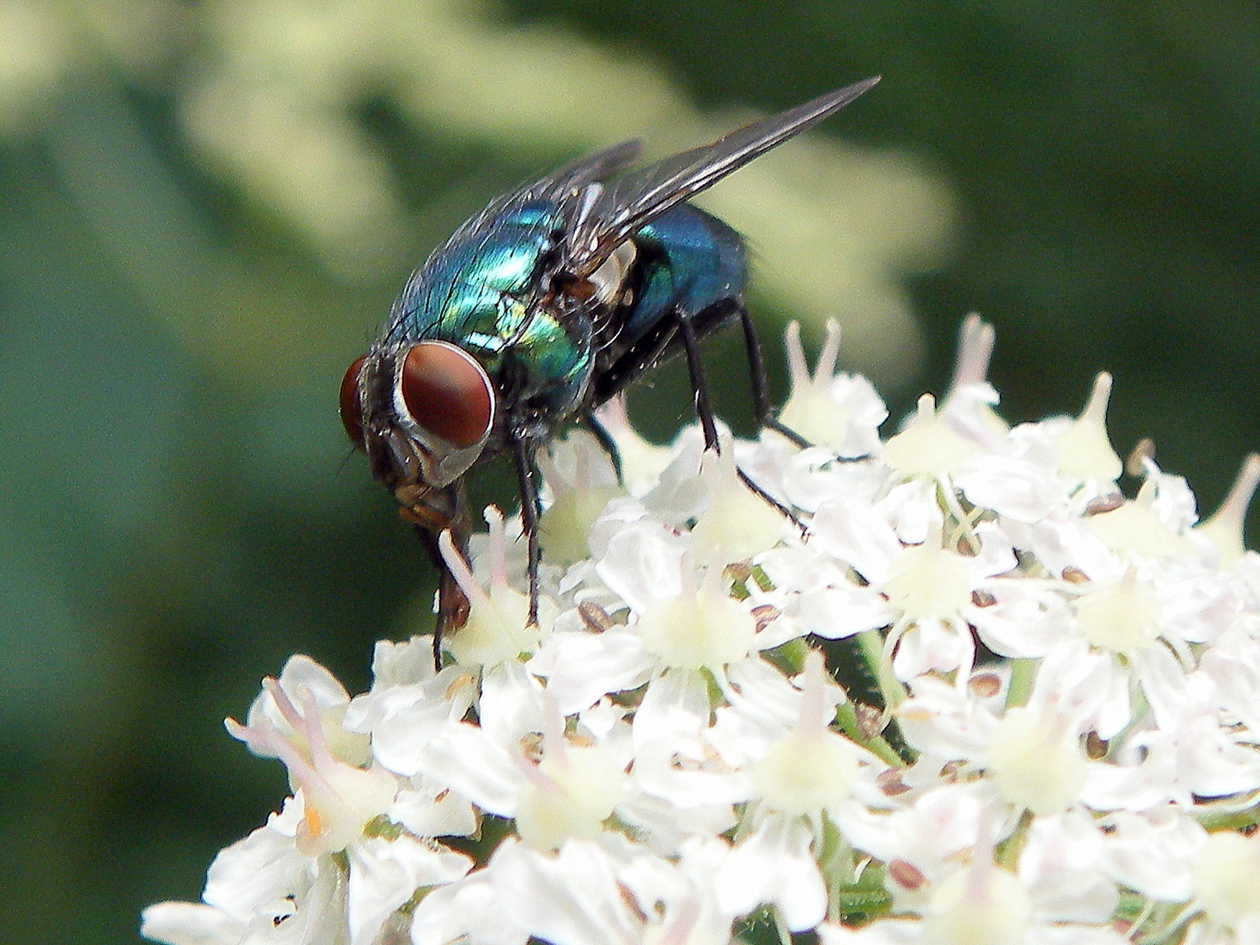 Macro van een groene vlieg