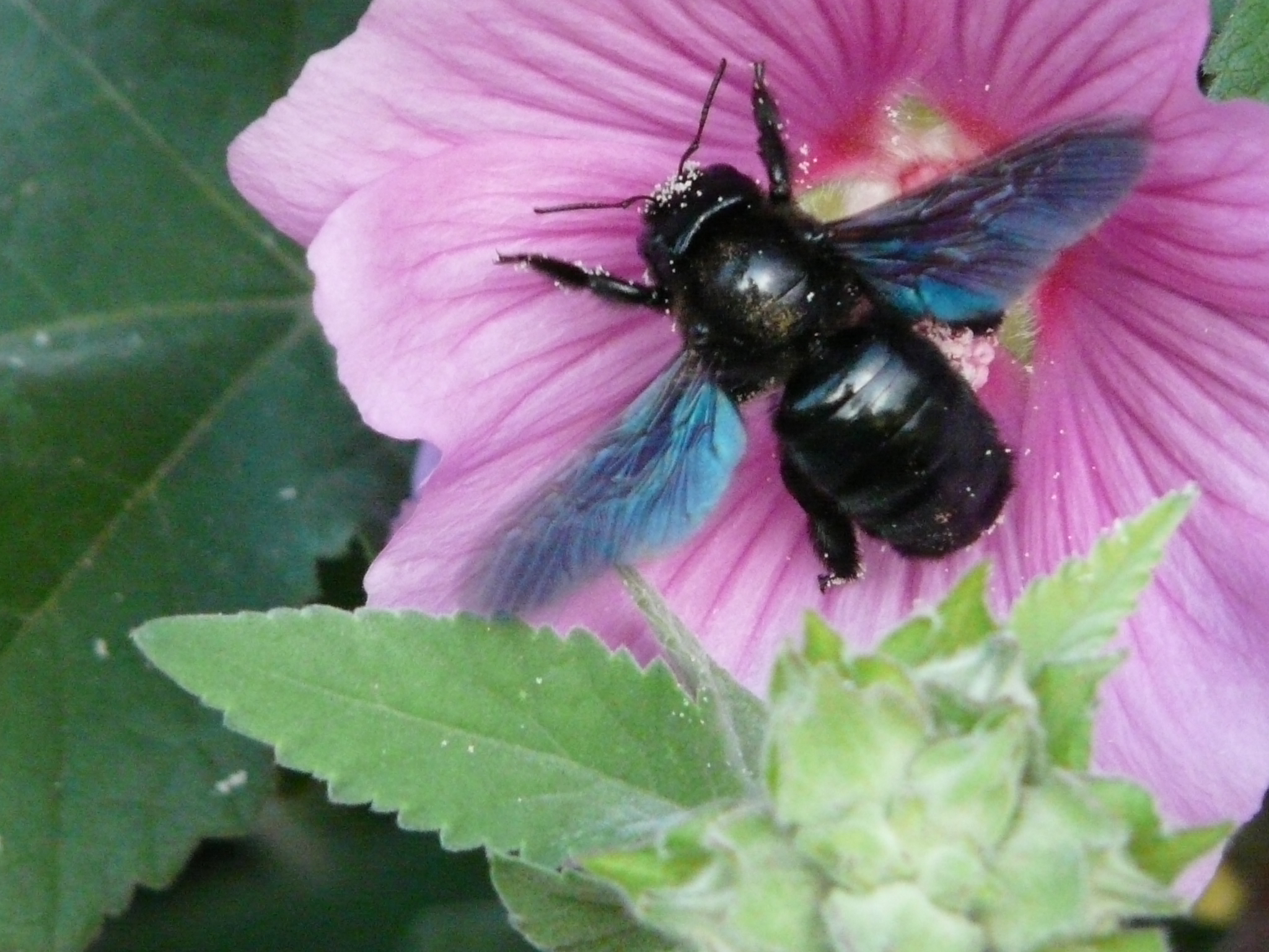 blauwzwarte houtbij (Xylocopa violacea) 