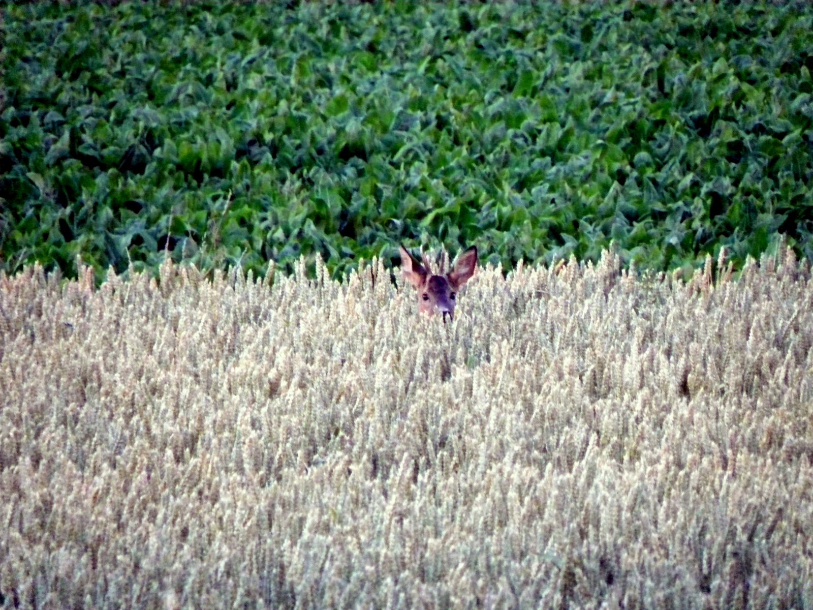 Alleen het kopje van de ree