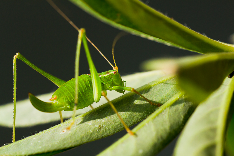  groene  boomsprinkhaan 