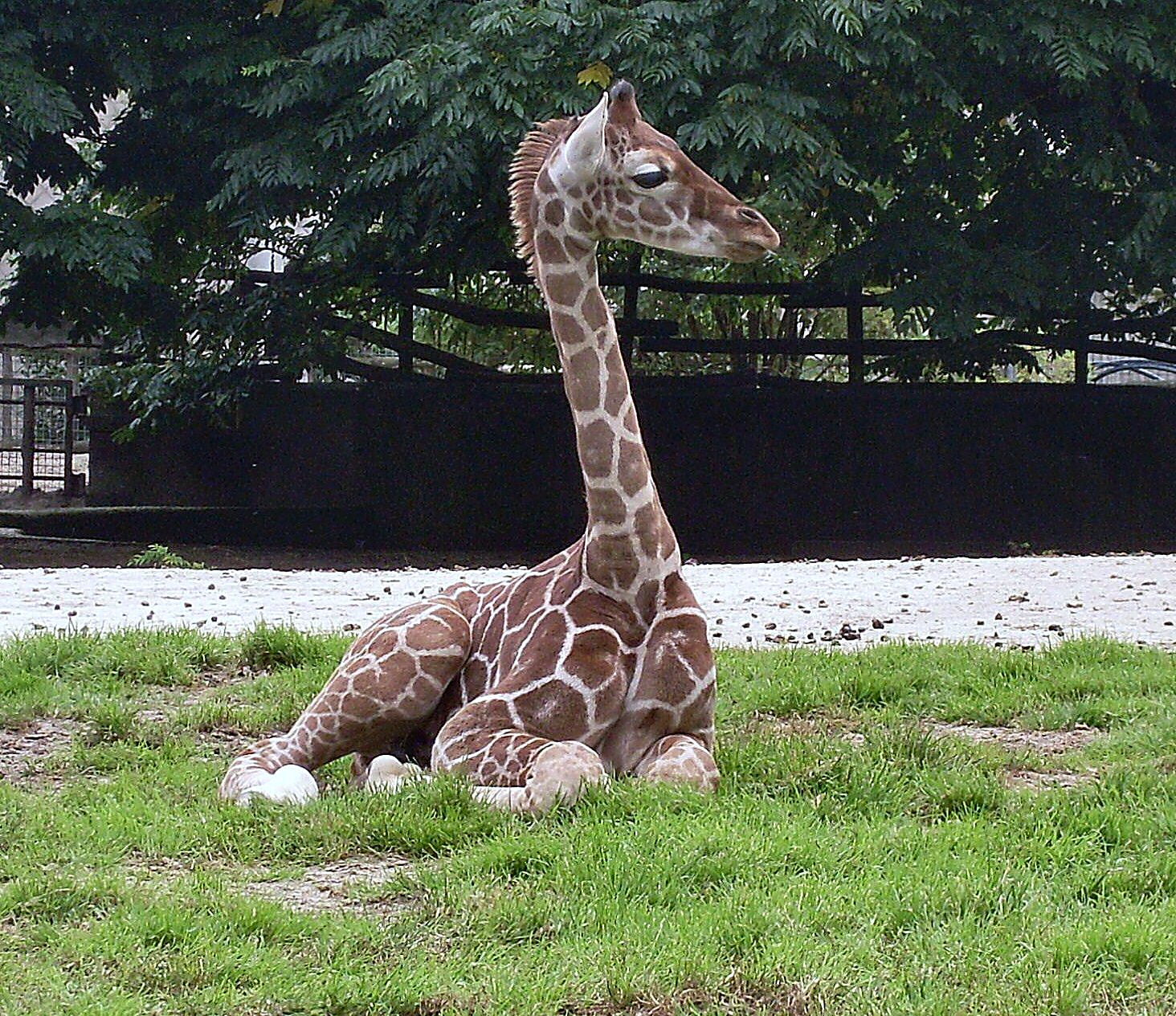 girafje