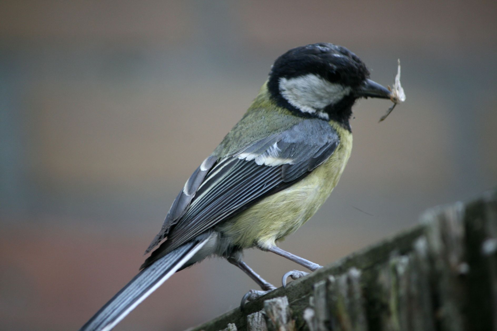 koolmees voert jongen
