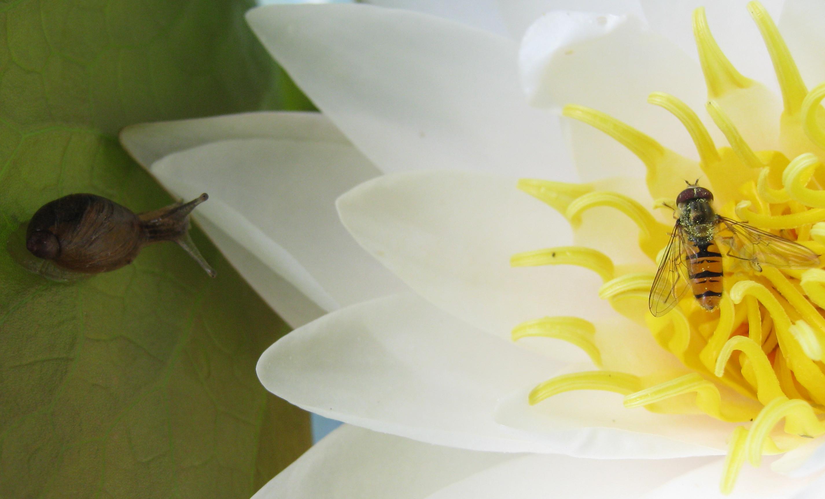 slak & zweefvlieg op waterlelie