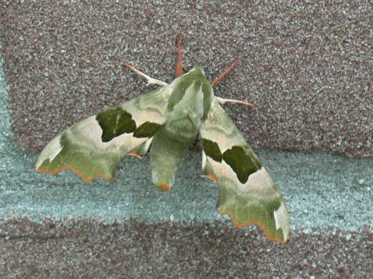 Lindepijlstaartvlinder