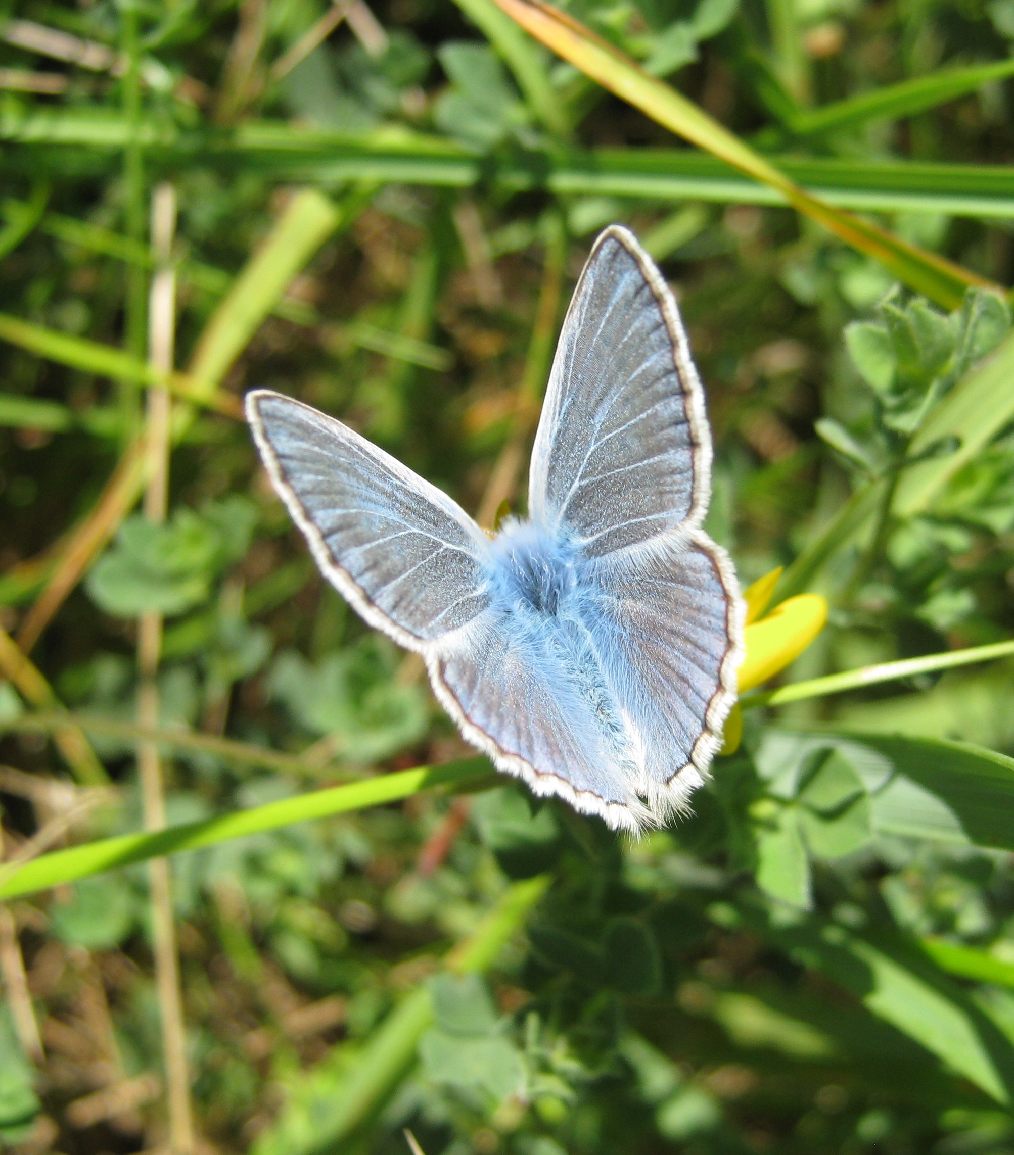 Celastrina Argiolus