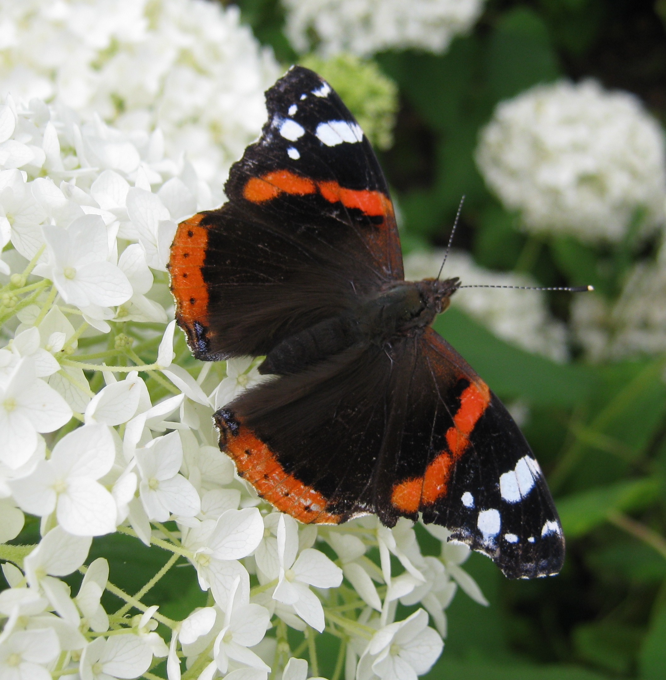 atalanta op hortensia
