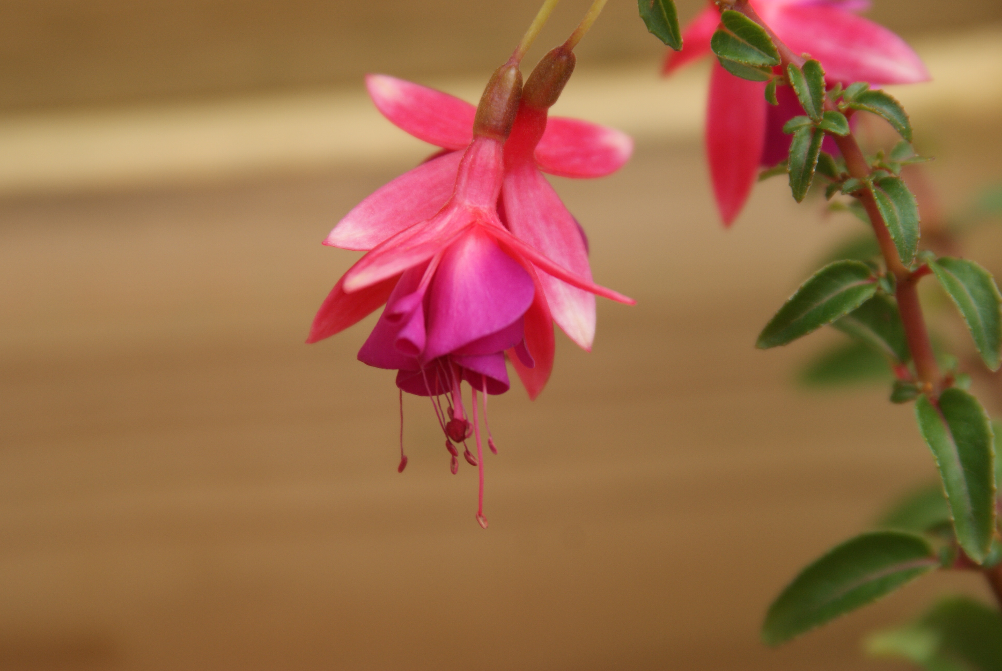 Fuchsia