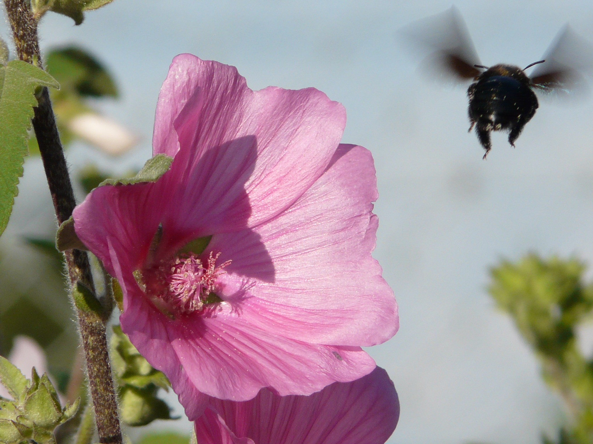 wegvliegende blauwzwarte houtbij (Xylocopa violacea) 