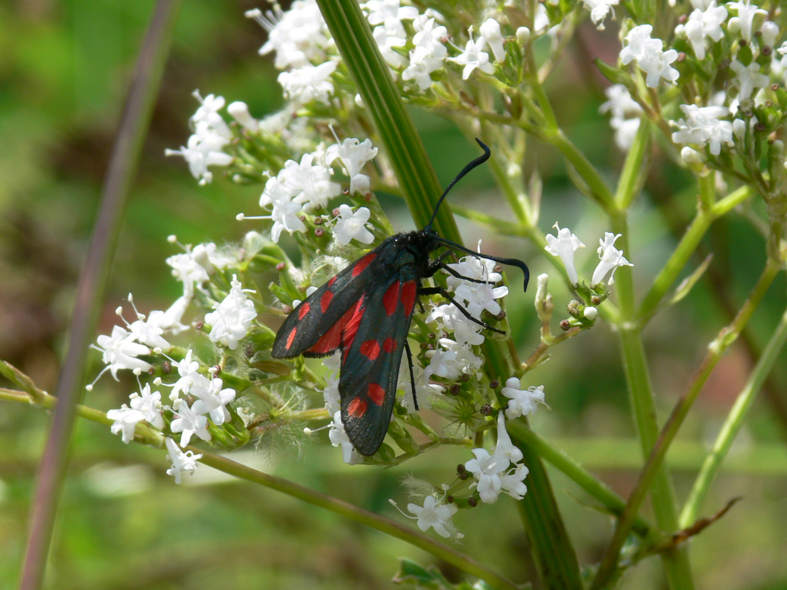 St-jansvlinder (Zygaena filipendulae) op fluitenkruid