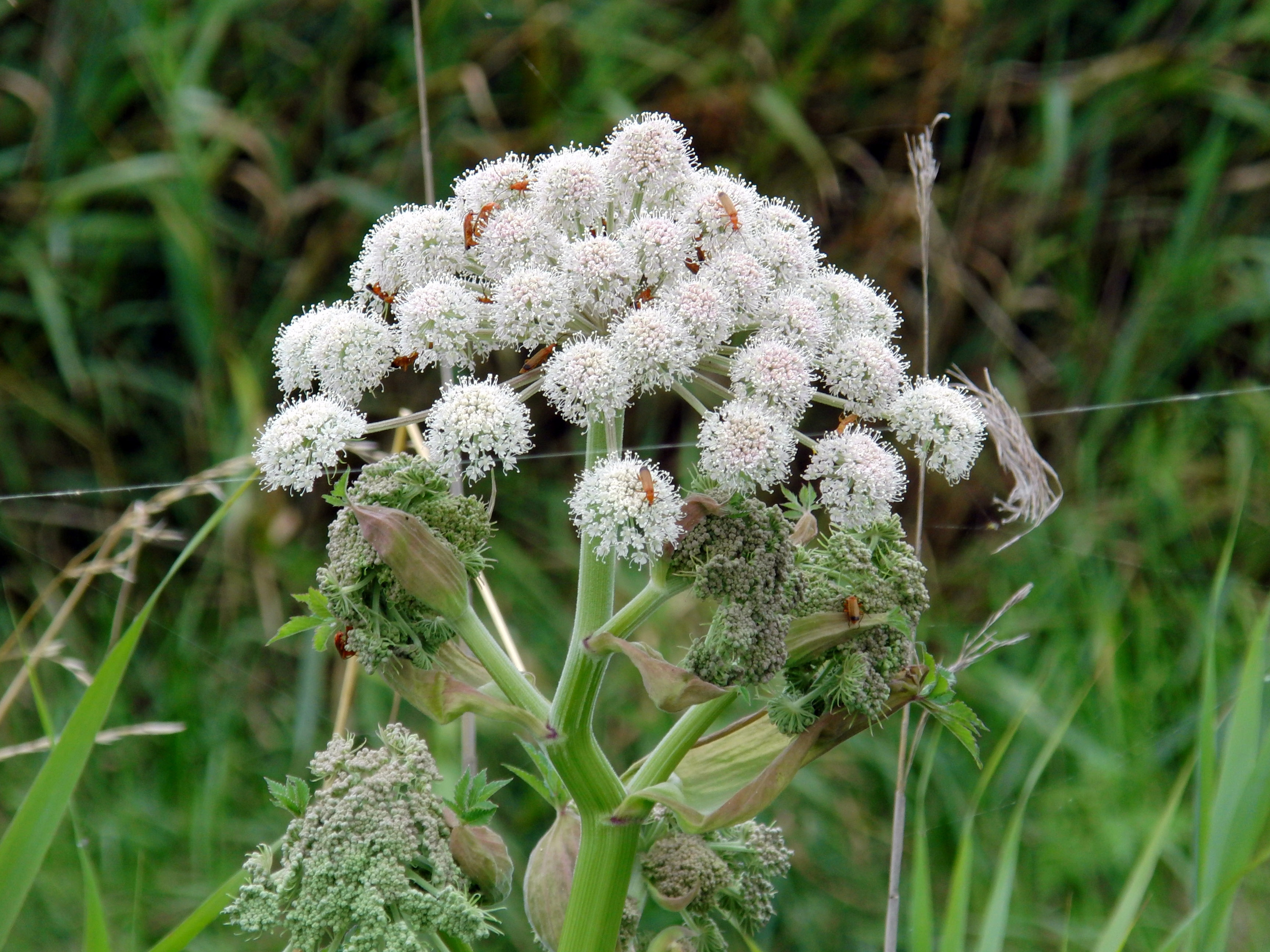 Witte plant met beestjes