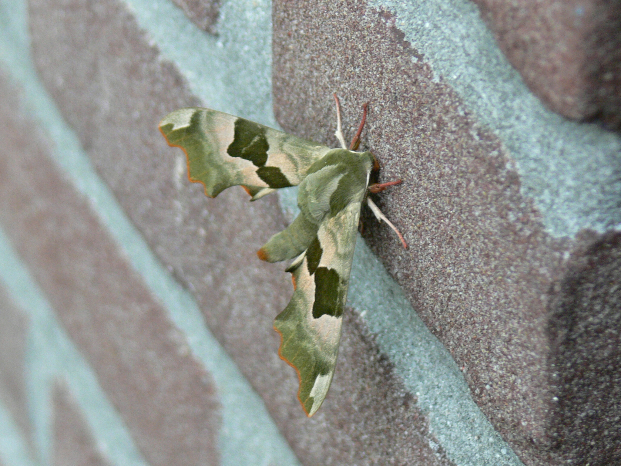 Lindepijlstaartvlinder