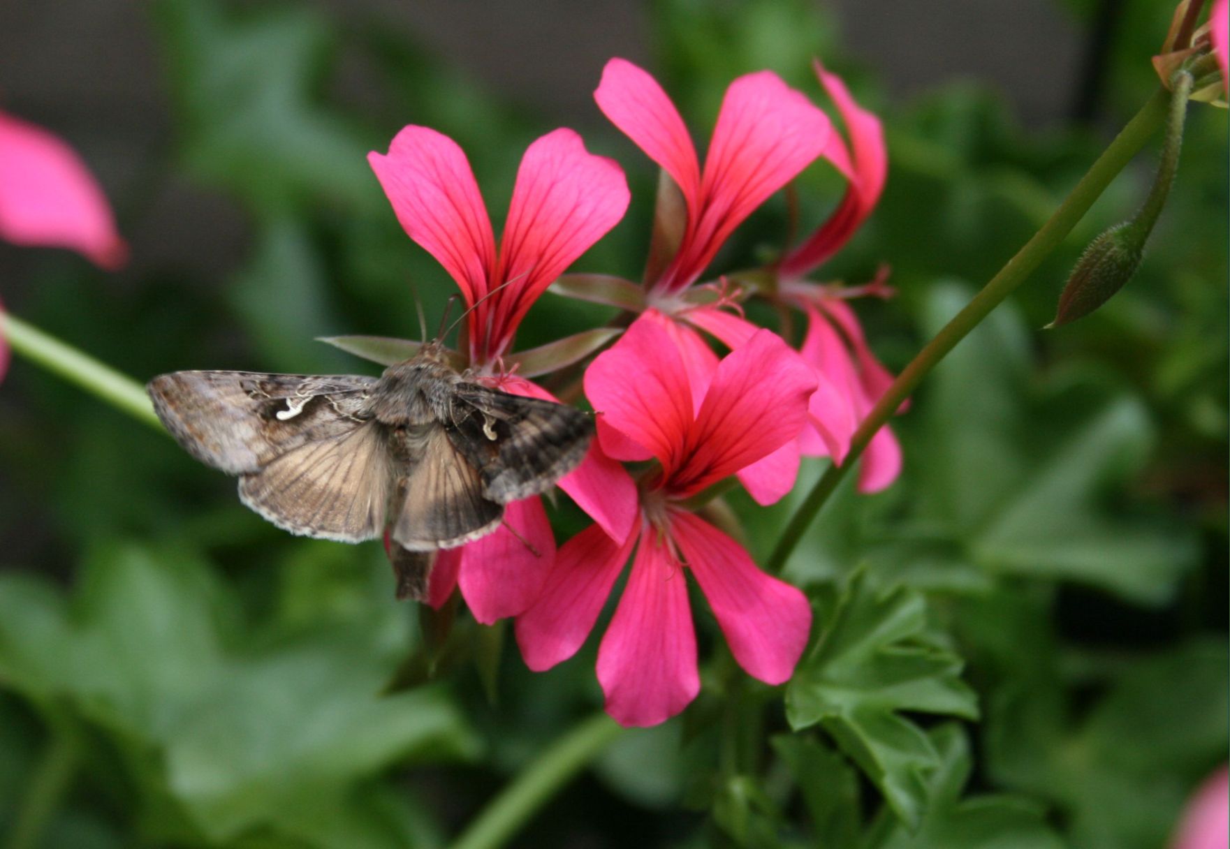 vlinder op geranium