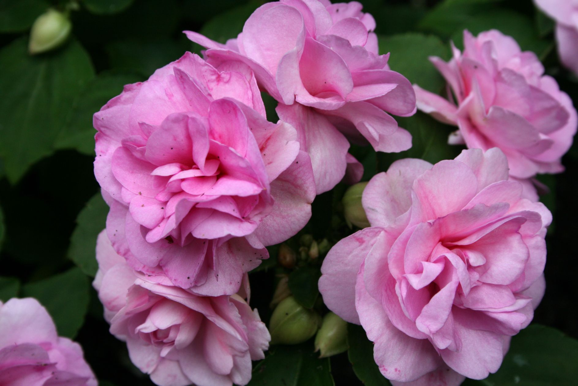 dubbele waterbalsemien