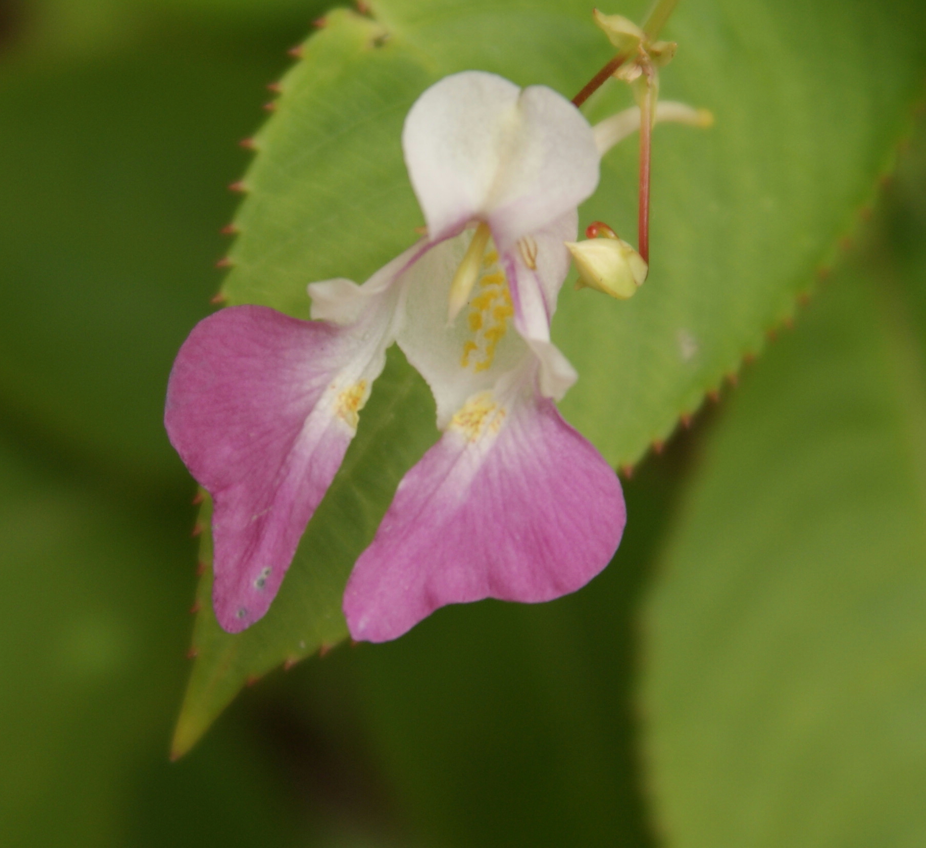 Spontaan in de tuin