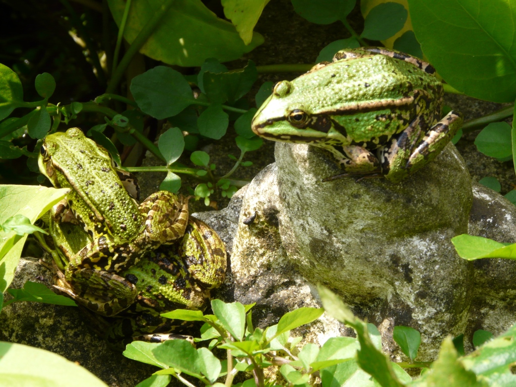 Rangorde bij de Groene Kikker
