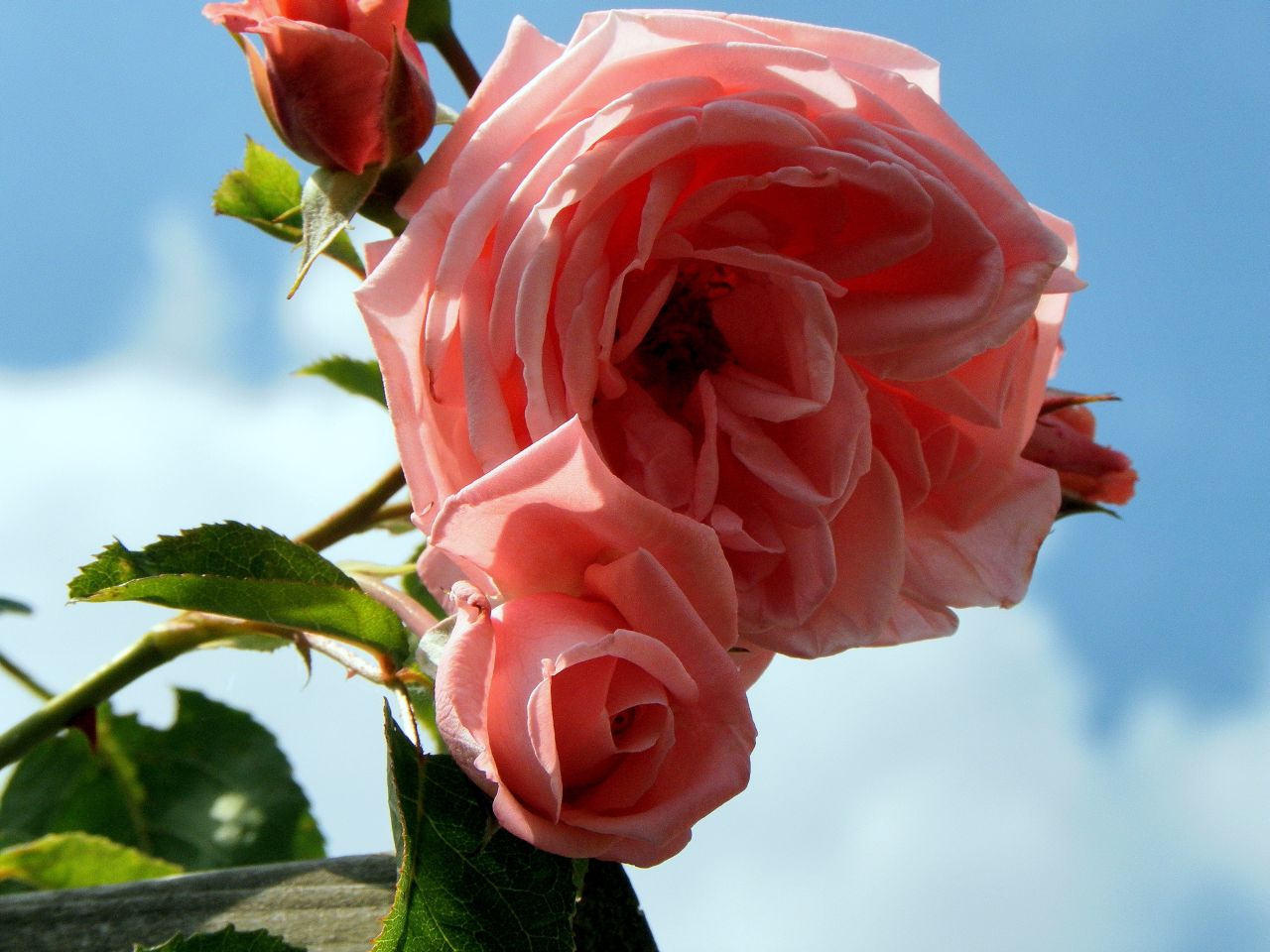 De schoonheid van een roos