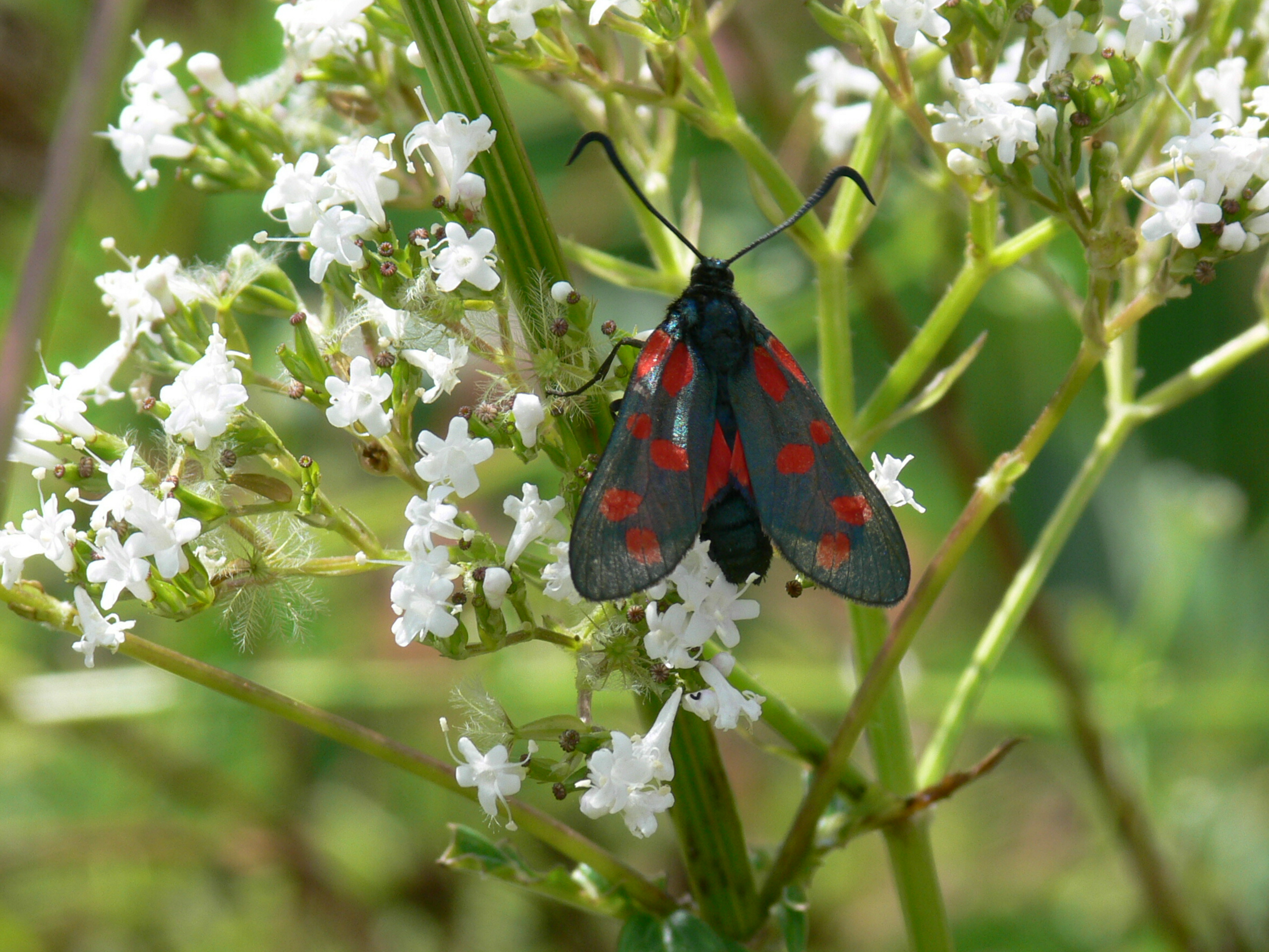  De sint-jansvlinder (Zygaena filipendulae) op fluitenkruid.