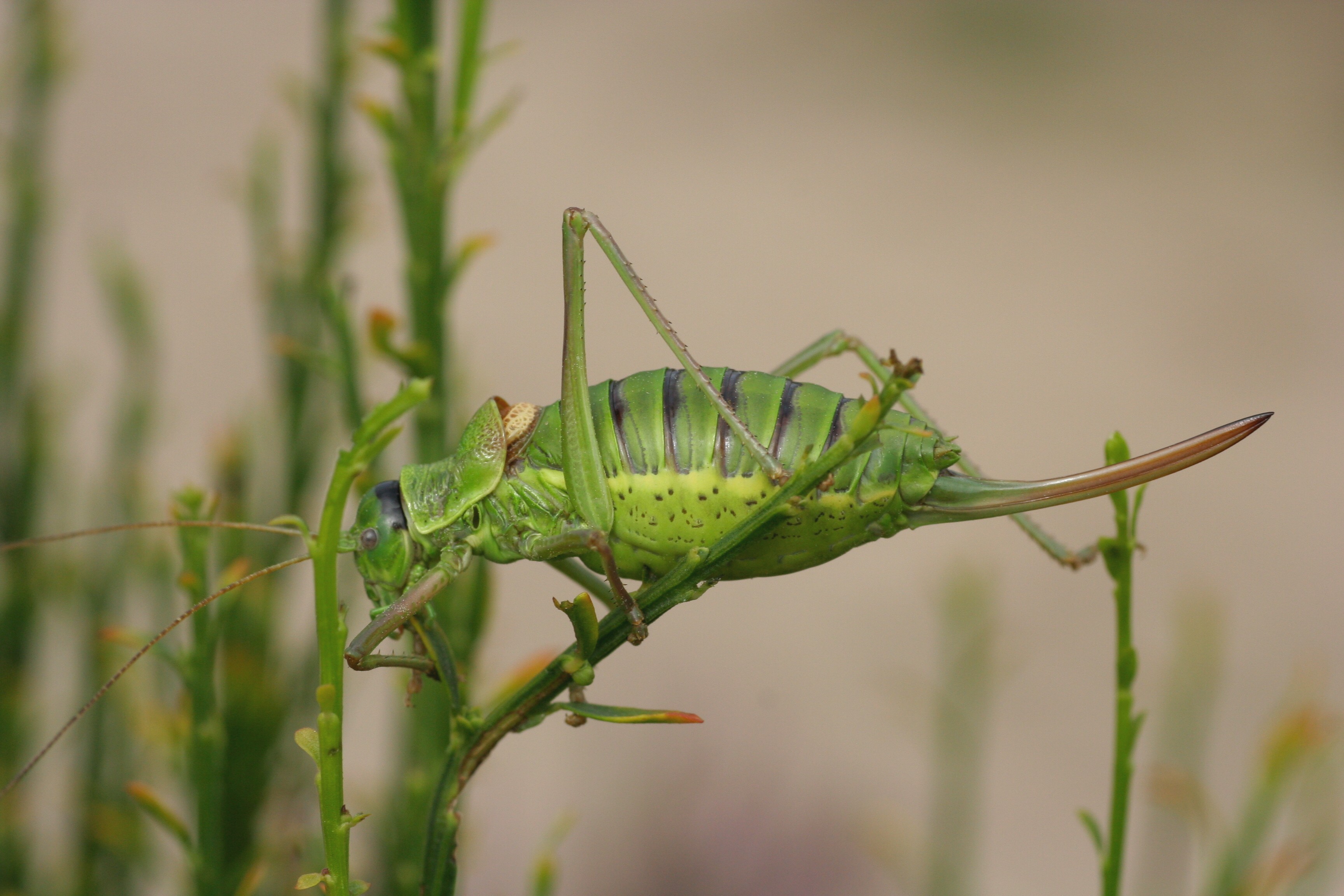 vrouwtje zadelsprinkhaan