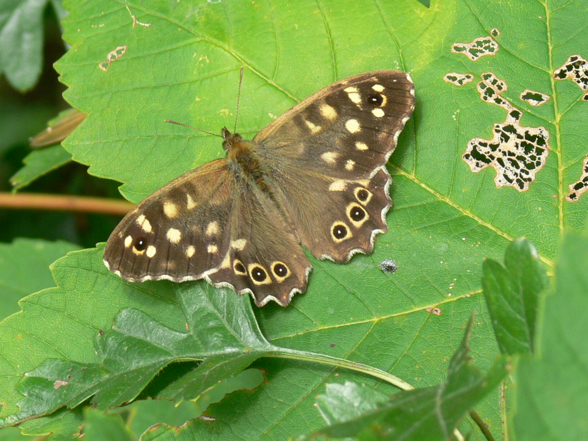  Bont zandoogje (Pararge aegeria) 