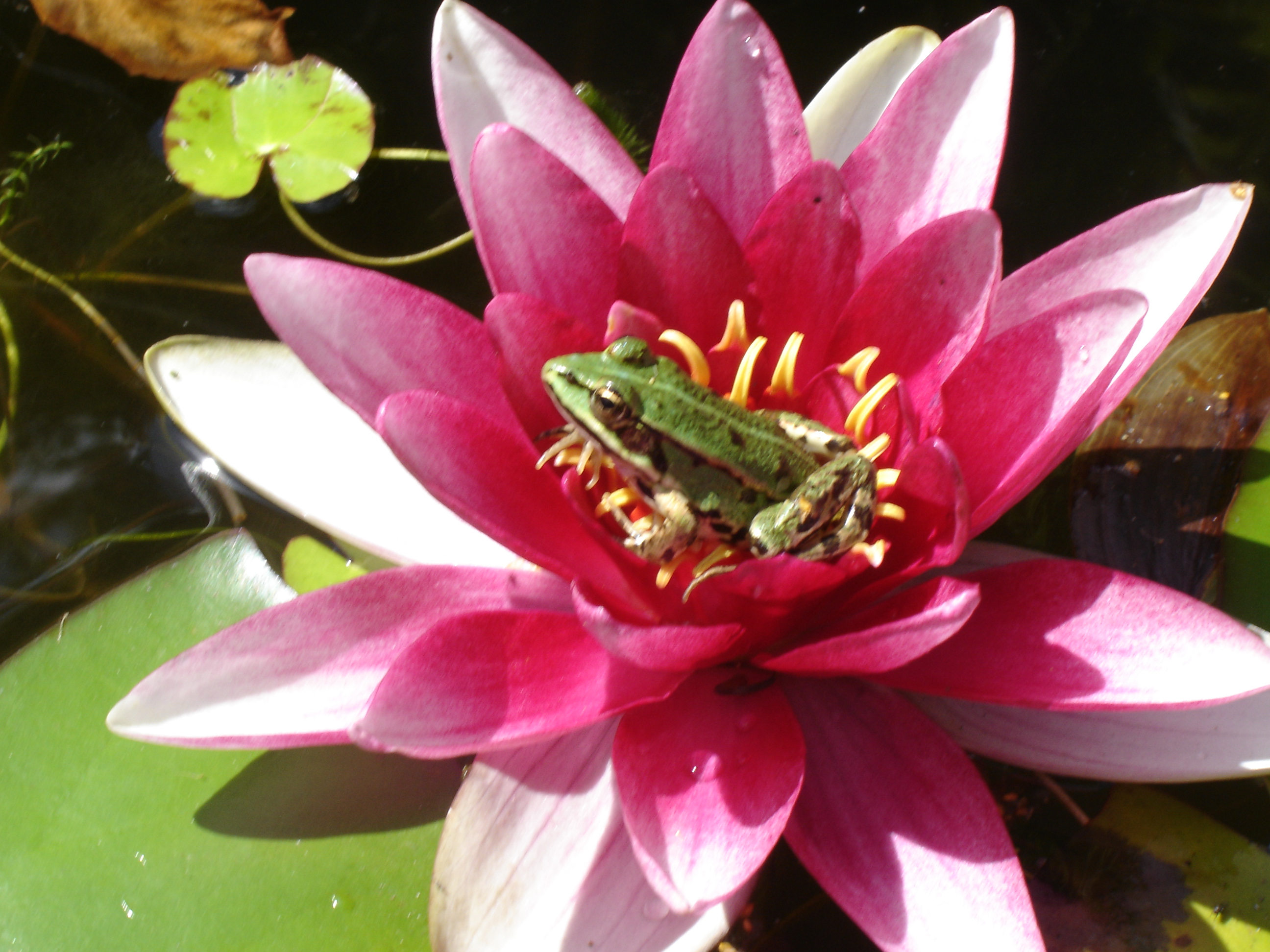 kikker in waterlelie